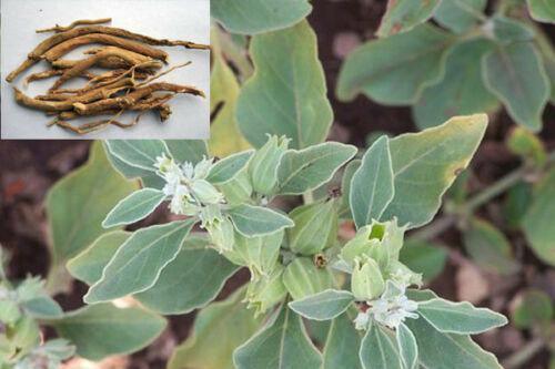 50 Indian Ginseng Seeds - Seed World