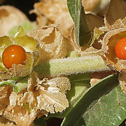 50 Indian Ginseng Seeds - Seed World