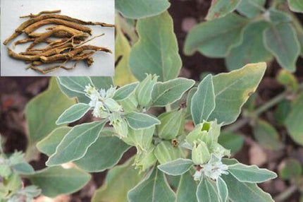 50 Indian Ginseng Seeds - Seed World