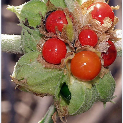 50 Indian Ginseng Seeds - Seed World