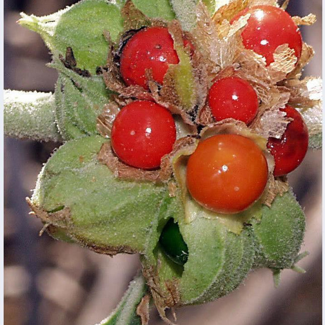 50 Indian Ginseng Seeds - Seed World