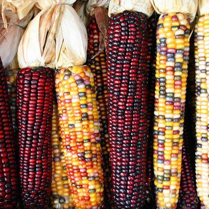 50 Indian Mini Mix Corn Seeds - Seed World
