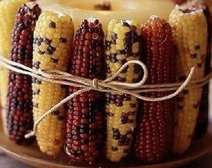 50 Indian Mini Mix Corn Seeds - Seed World