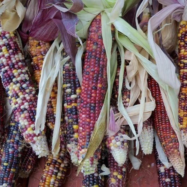 50 Indian Mini Mix Corn Seeds - Seed World