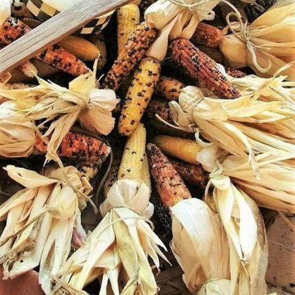 50 Indian Mini Mix Corn Seeds - Seed World