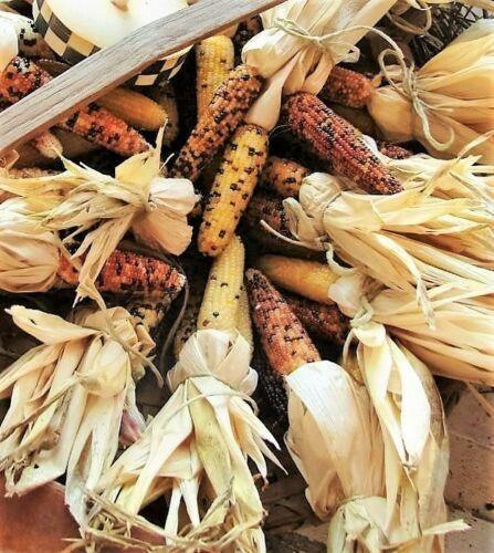 50 Indian Mini Mix Corn Seeds - Seed World