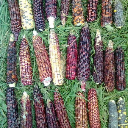 50 Indian Mini Mix Corn Seeds - Seed World