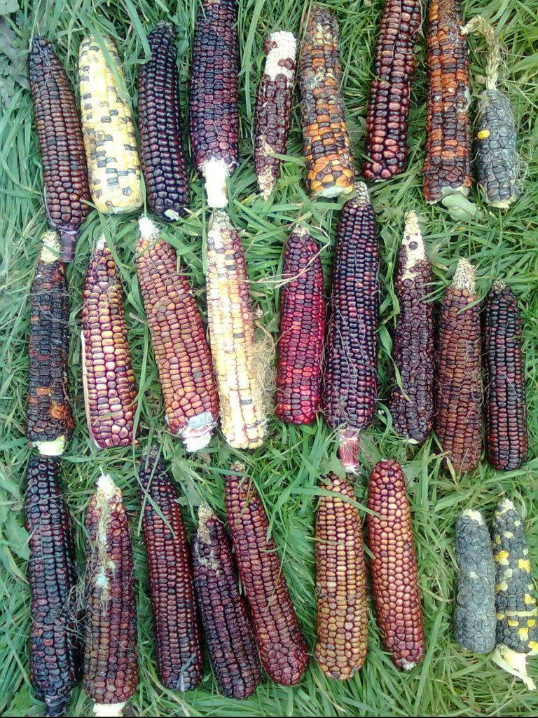 50 Indian Mini Mix Corn Seeds - Seed World