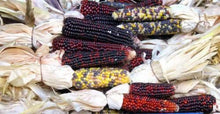 50 Indian Mini Mix Corn Seeds - Seed World