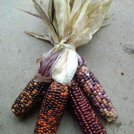 50 Indian Mini Mix Corn Seeds - Seed World
