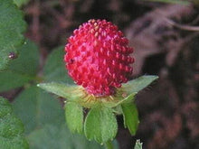 50 Indian Tuttifrutti Strawberry Seeds - Seed World