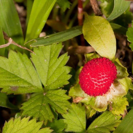 50 Indian Tuttifrutti Strawberry Seeds - Seed World