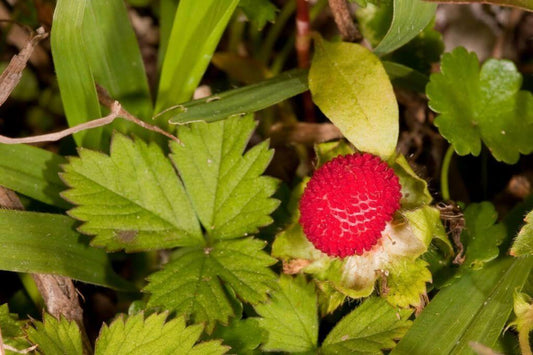 50 Indian Tuttifrutti Strawberry Seeds - Seed World