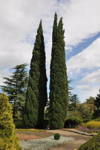 50 Italian Cypress Seeds (Cupressus Sempervirens) Seeds - Seed World