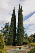 50 Italian Cypress Seeds (Cupressus Sempervirens) Seeds - Seed World