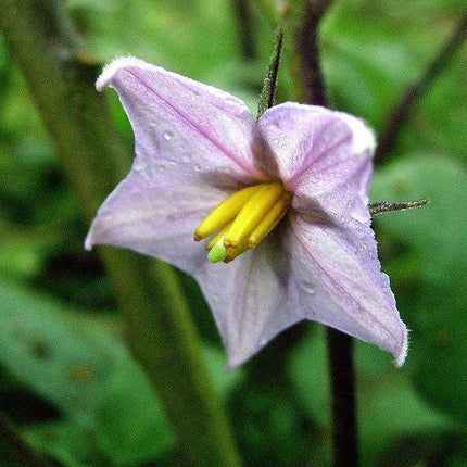 50 Italian Eggplant Rosa Bianca Seeds - Seed World
