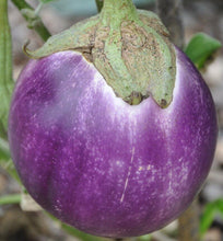 50 Italian Eggplant Rosa Bianca Seeds - Seed World