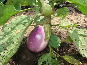 50 Italian Eggplant Rosa Bianca Seeds - Seed World