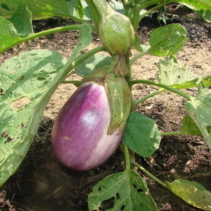 50 Italian Eggplant Rosa Bianca Seeds - Seed World