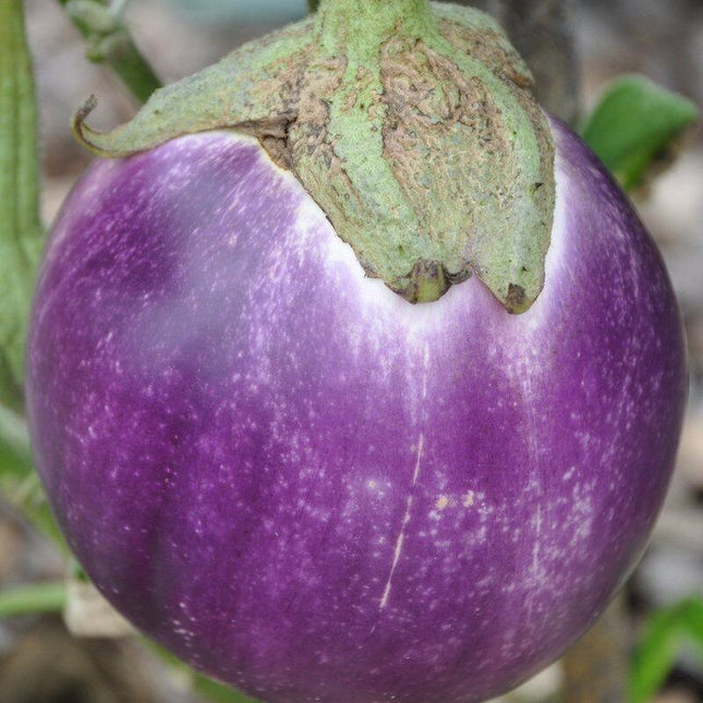 50 Italian Eggplant Rosa Bianca Seeds - Seed World