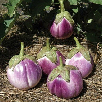 50 Italian Eggplant Rosa Bianca Seeds - Seed World