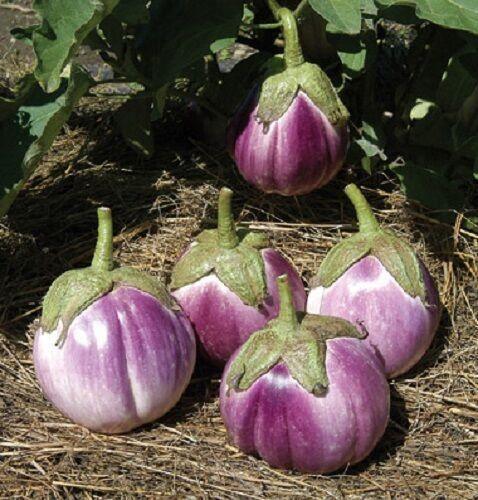50 Italian Eggplant Rosa Bianca Seeds - Seed World