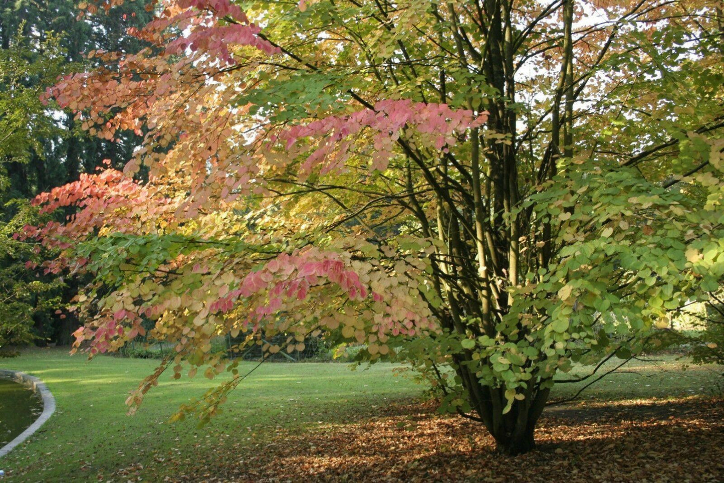 50 Japanese Katsura (Cercidiphyllum Japonicum) Seeds - Seed World
