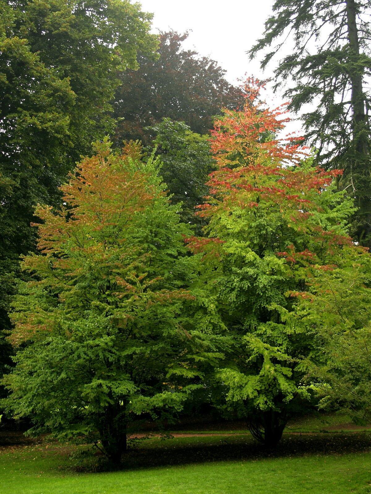50 Japanese Katsura (Cercidiphyllum Japonicum) Seeds - Seed World