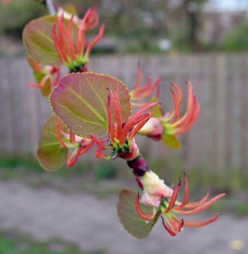 50 Japanese Katsura (Cercidiphyllum Japonicum) Seeds - Seed World
