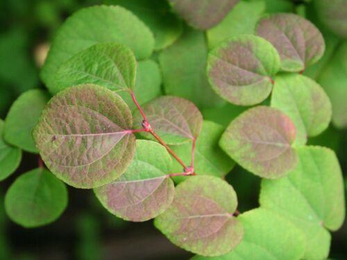 50 Japanese Katsura (Cercidiphyllum Japonicum) Seeds - Seed World
