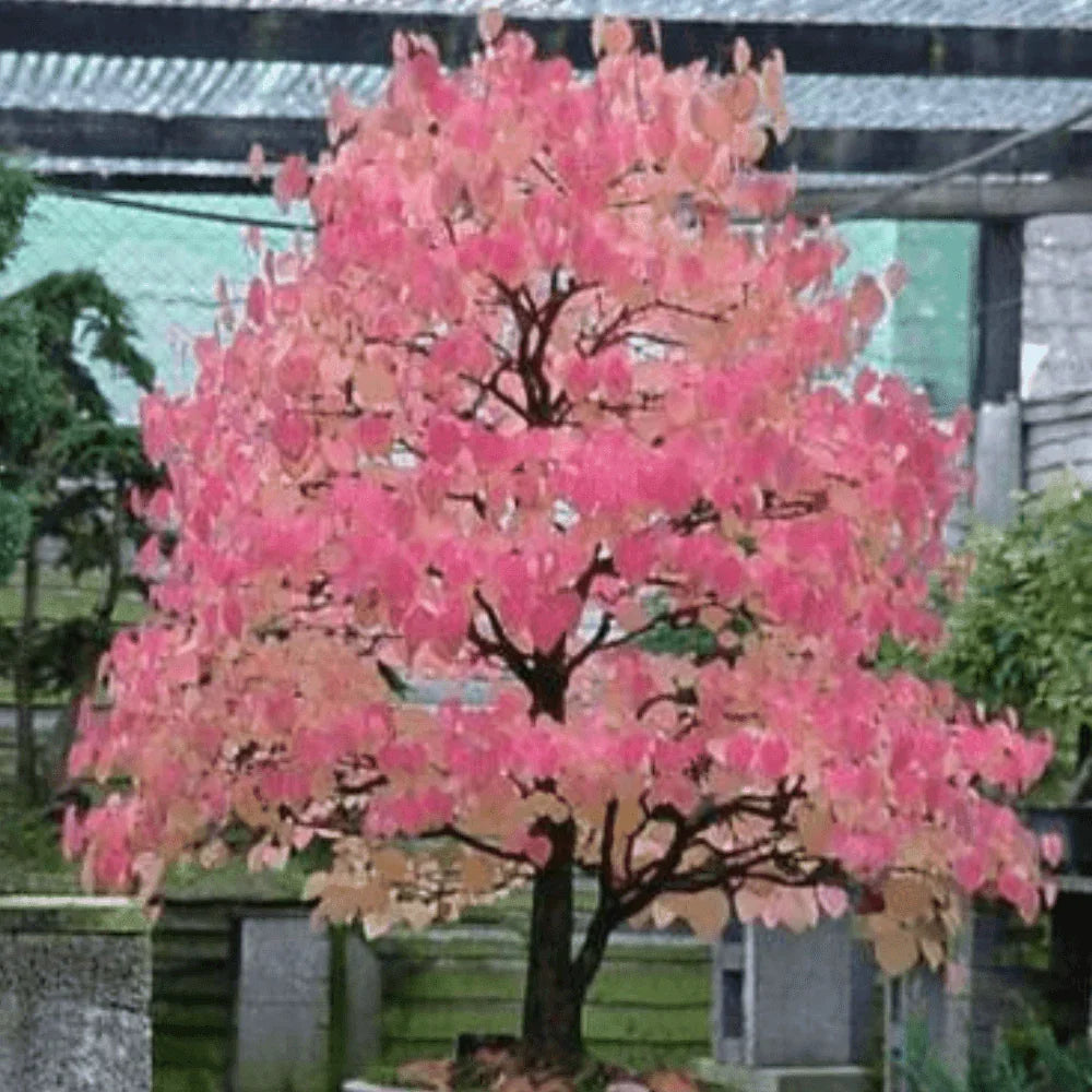 50 Japanese Katsura (Cercidiphyllum Japonicum) Seeds - Seed World