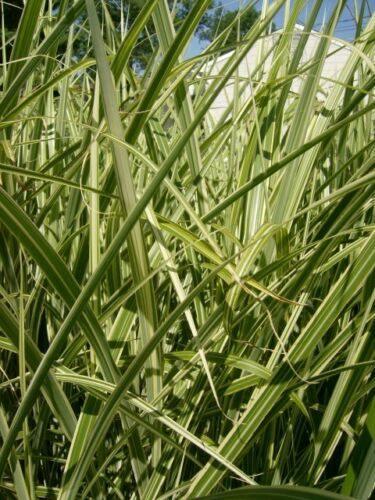 50 Japanese Silver Grass Seeds - Seed World