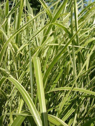50 Japanese Silver Grass Seeds - Seed World