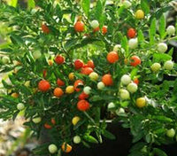 50 Jerusalem Cherry Seeds - Seed World