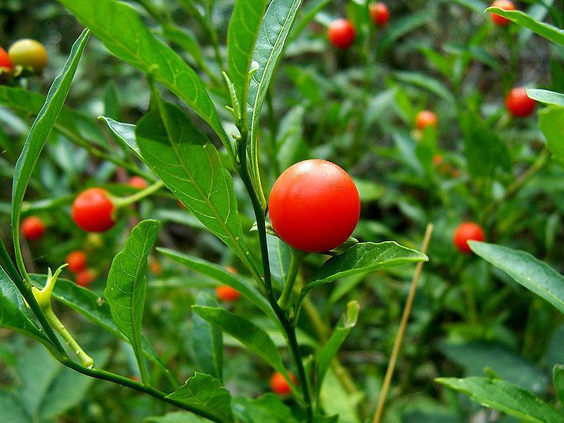 50 Jerusalem Cherry Seeds - Seed World