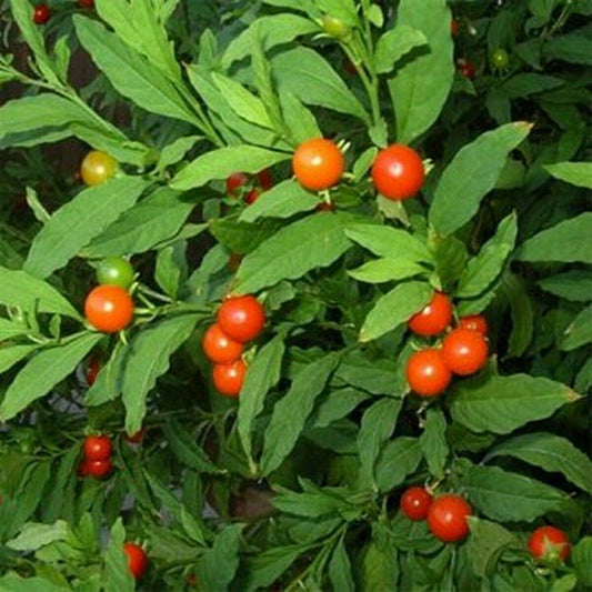50 Jerusalem Cherry Seeds - Seed World