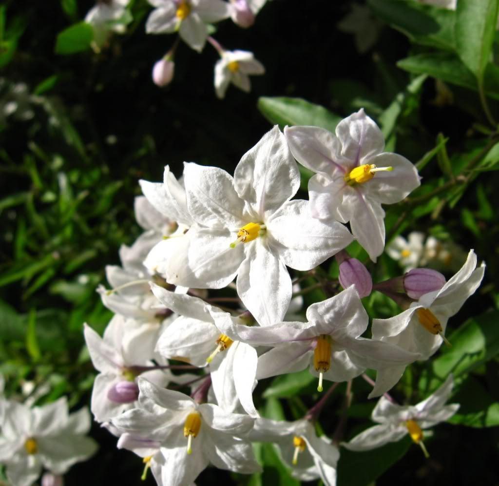 50 Jerusalem Cherry Seeds - Seed World