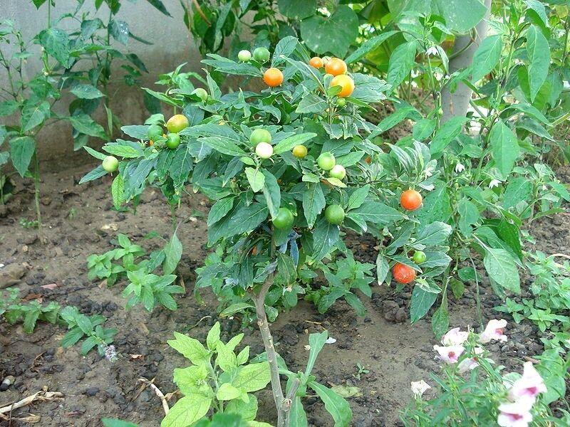 50 Jerusalem Cherry Seeds - Seed World