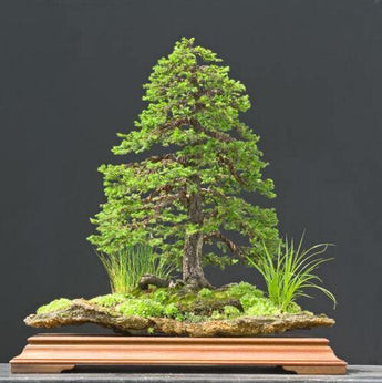 50 Jezo Spruce Bonsai Tree Seeds - Seed World