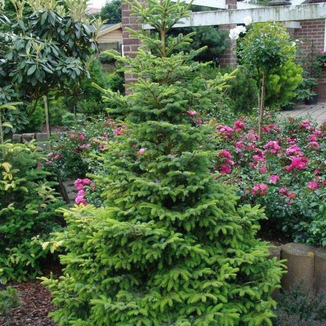 50 Jezo Spruce Bonsai Tree Seeds - Seed World