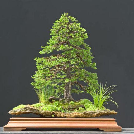 50 Jezo Spruce Bonsai Tree Seeds - Seed World