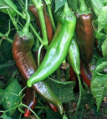 50 Joe E. Parker Chili Pepper Seeds - Seed World