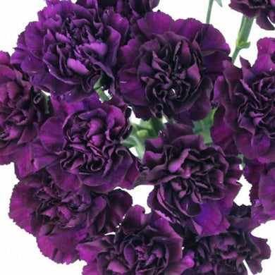 50 King of Black Carnation Seeds - Seed World