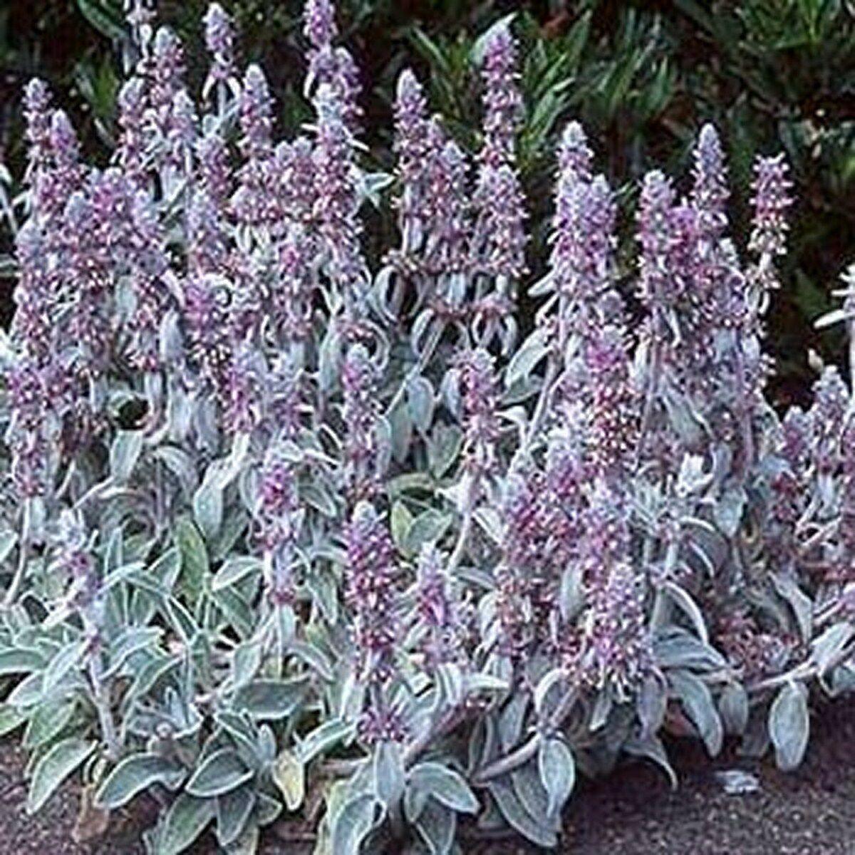50 Lamb's Ear Byzantina Seeds - Seed World