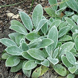 50 Lamb's Ear Byzantina Seeds - Seed World