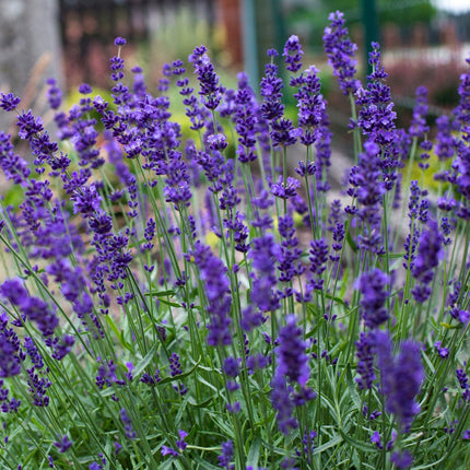 50 Lavender Hidcote Blue Seeds - Seed World