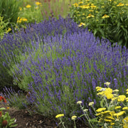 50 Lavender Hidcote Blue Seeds - Seed World