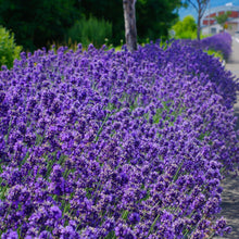50 Lavender Hidcote Blue Seeds - Seed World