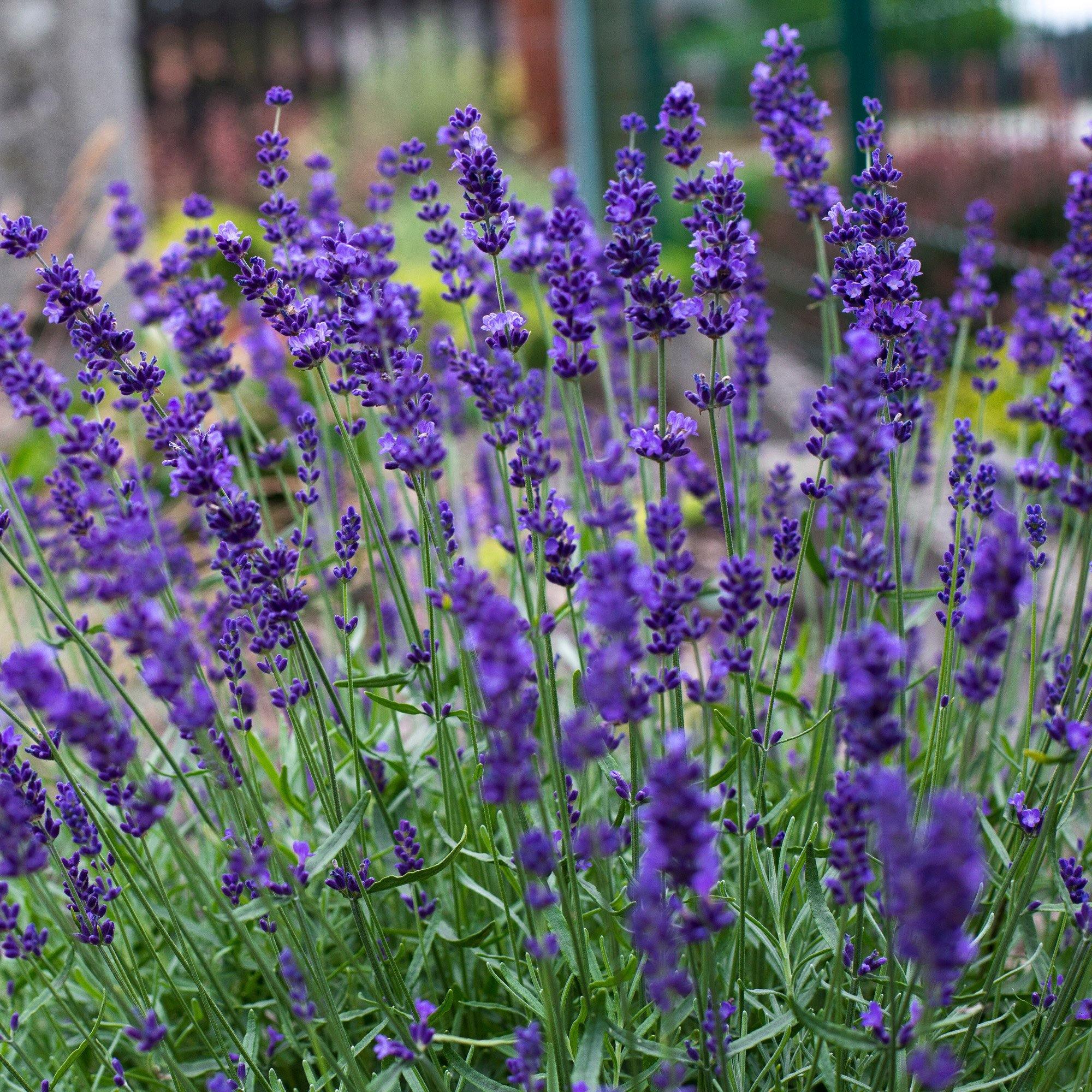 50 Lavender Hidcote Blue Seeds – Seed World