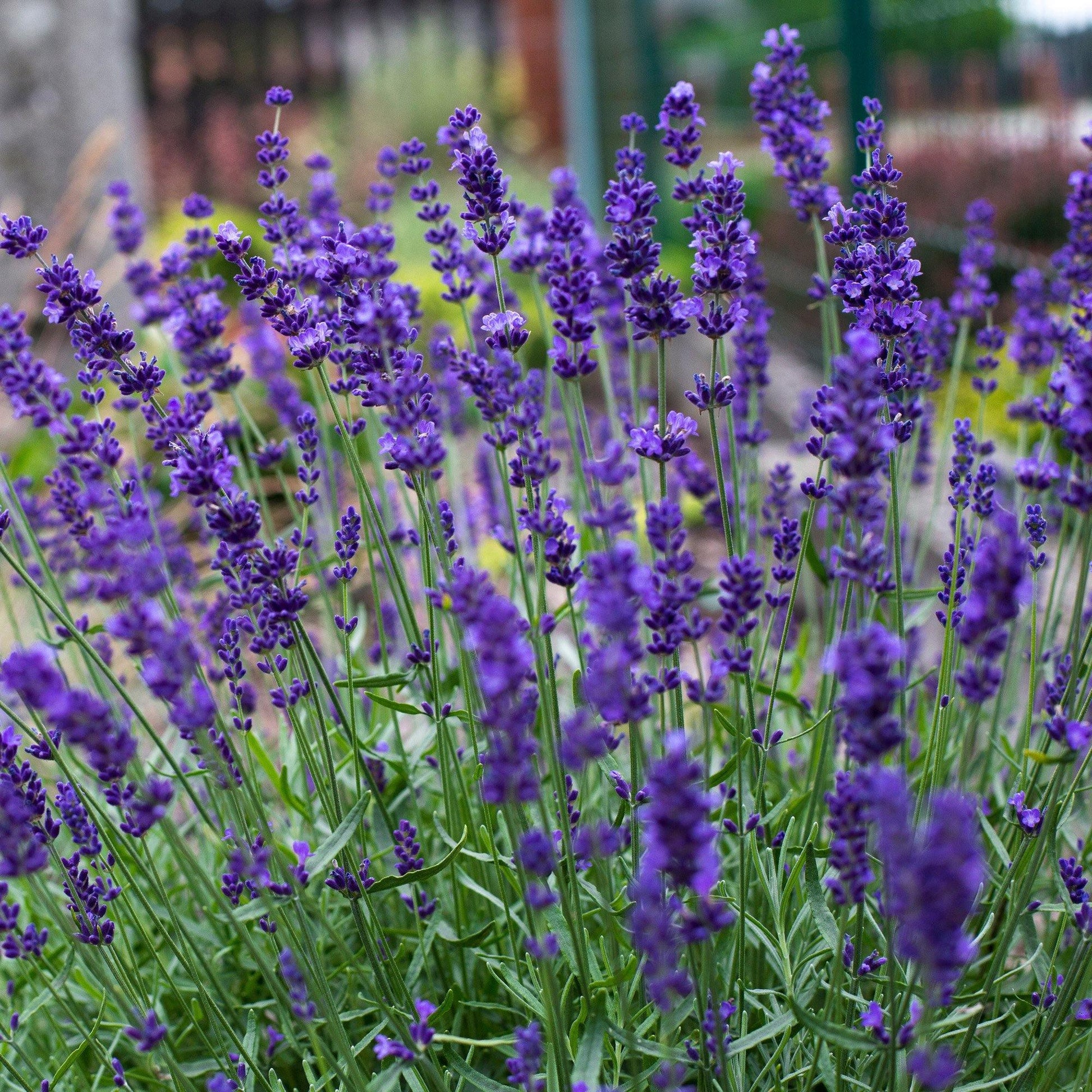 50 Lavender Hidcote Blue Seeds - Seed World